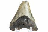 Bargain, Megalodon Tooth - North Carolina #152963-4